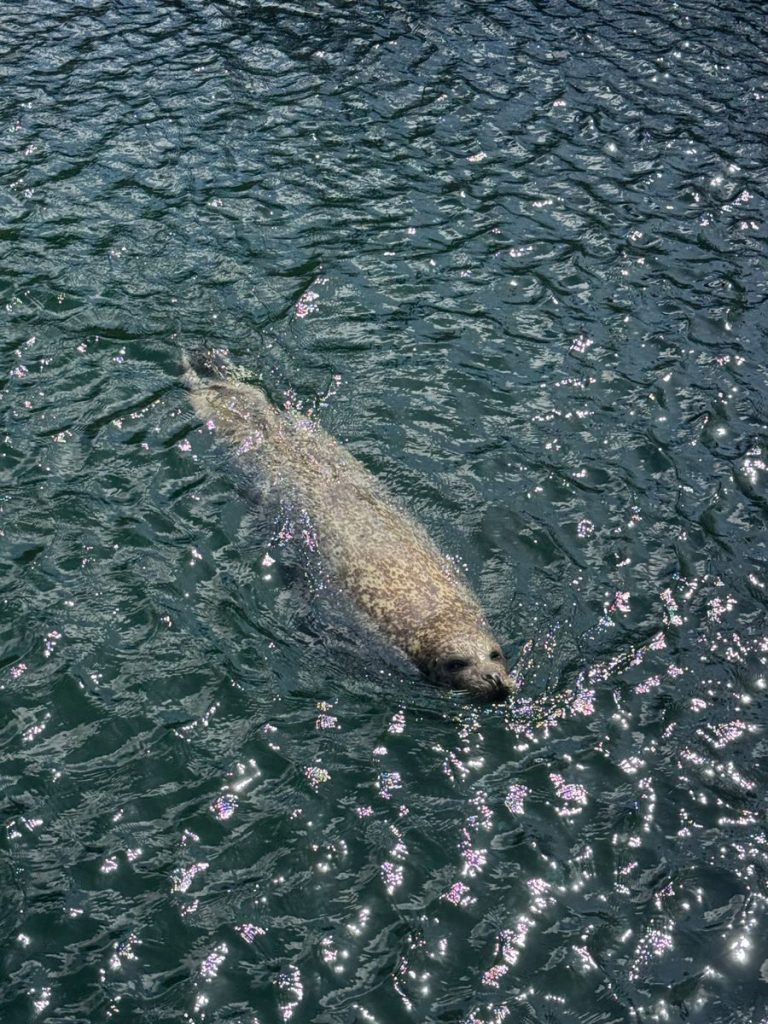 A harbor seal gracefully swims in sunlit ocean waters, creating sparkling reflections.