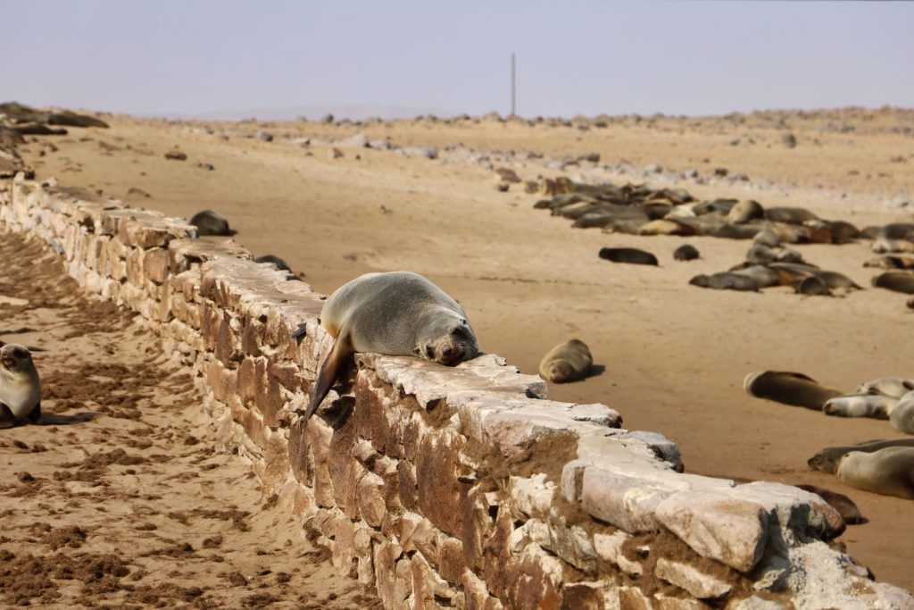 A serene scene of Cape fur seals lounging on a sandy, rocky beach in Namibia.