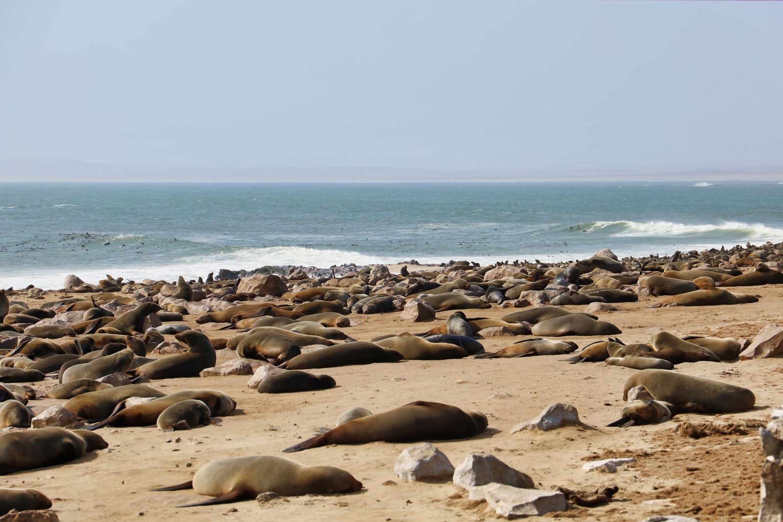 Rescuers could not believe what was wrapped around the seal’s neck