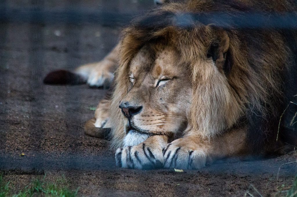 How the mighty Barbary lion disappeared from the wild after centuries of hunting