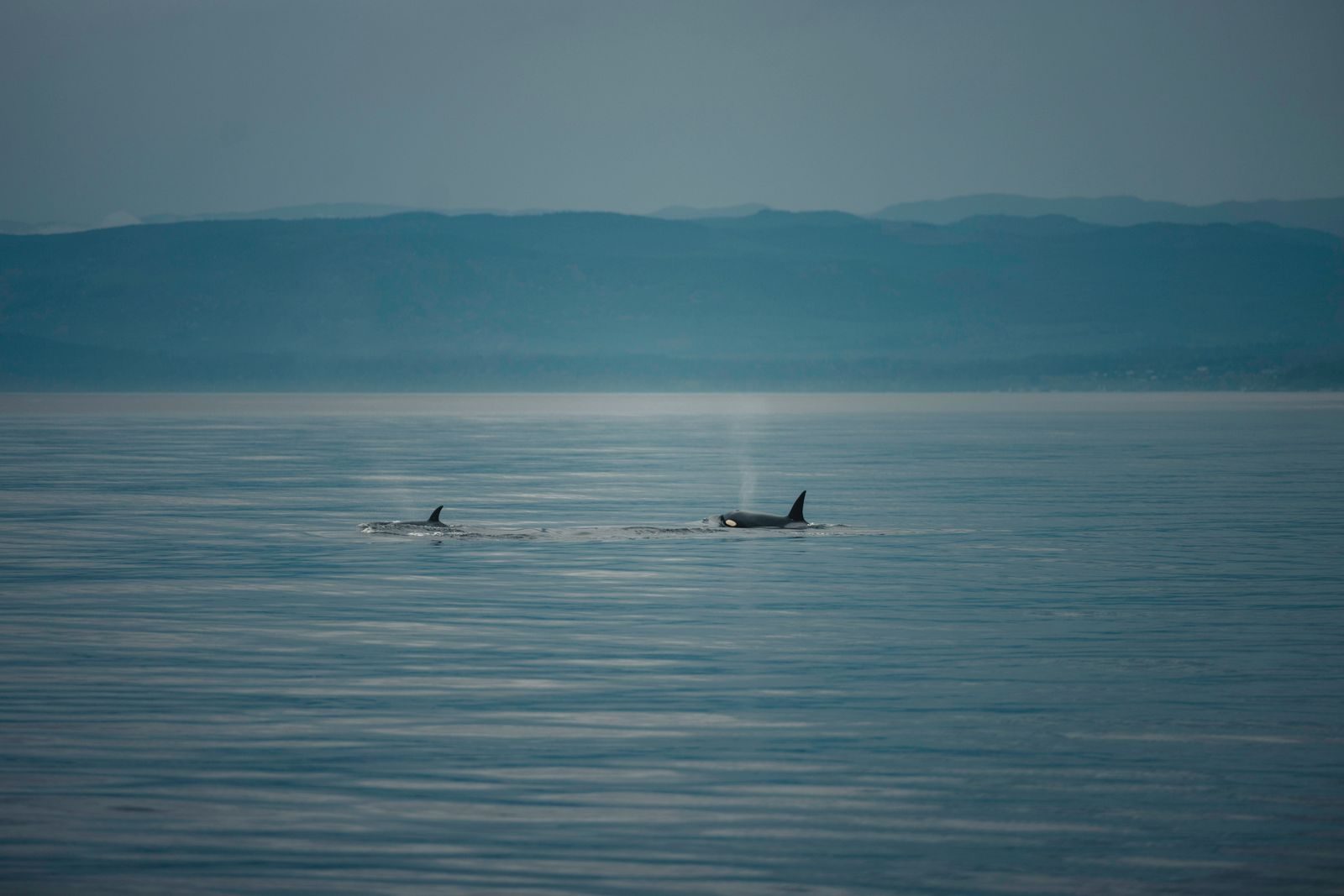 Serene view of orcas swimming in tranquil waters under a misty, mountainous backdrop.