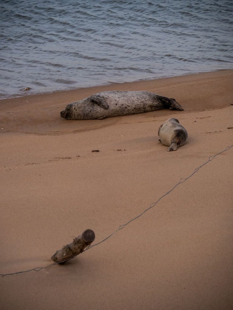 Tranquil scene of seals lounging on a serene sandy beach by the ocean shore.