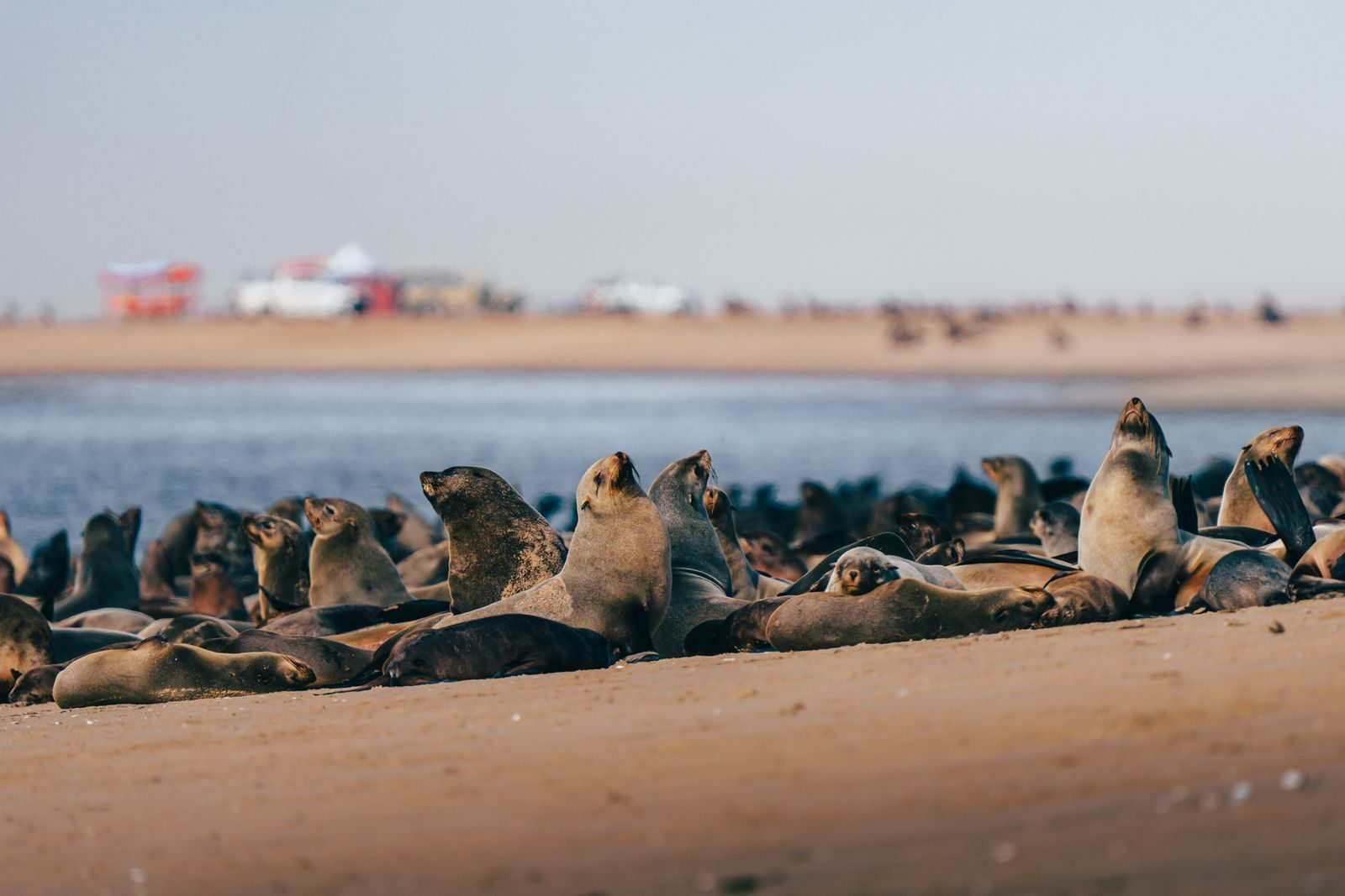 Group of Cape Fur Seals basking on a sandy beach in Namibia.