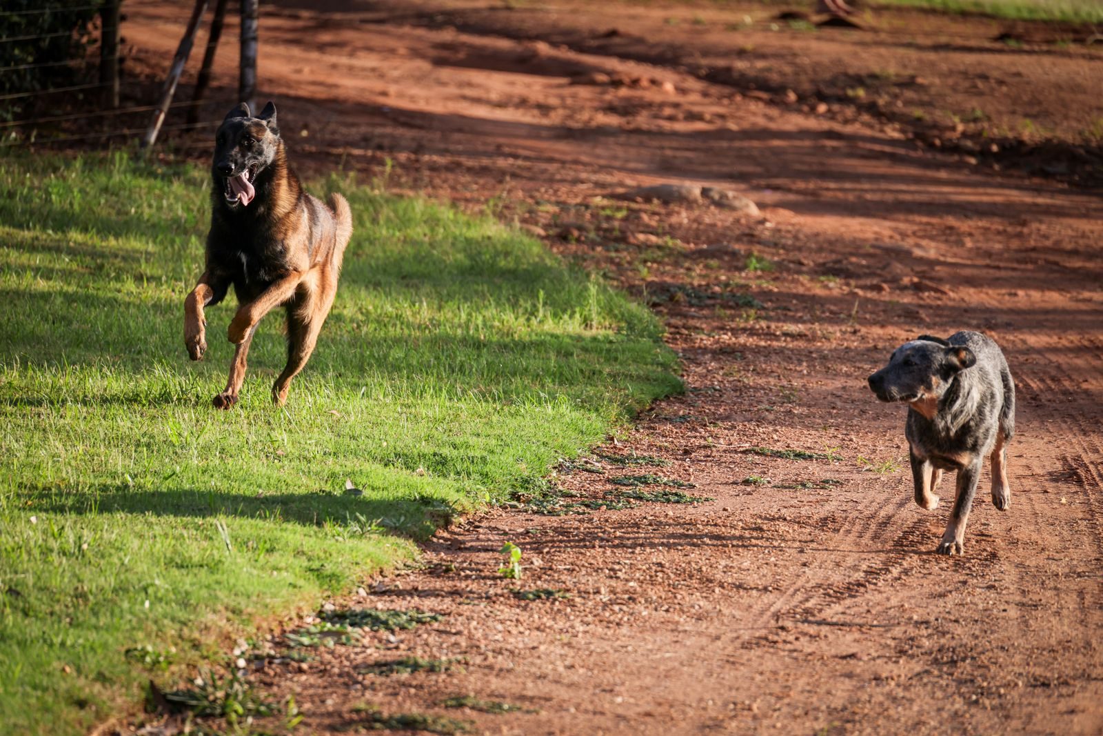 Boy dies after fleeing vicious dogs by diving into a California lake
