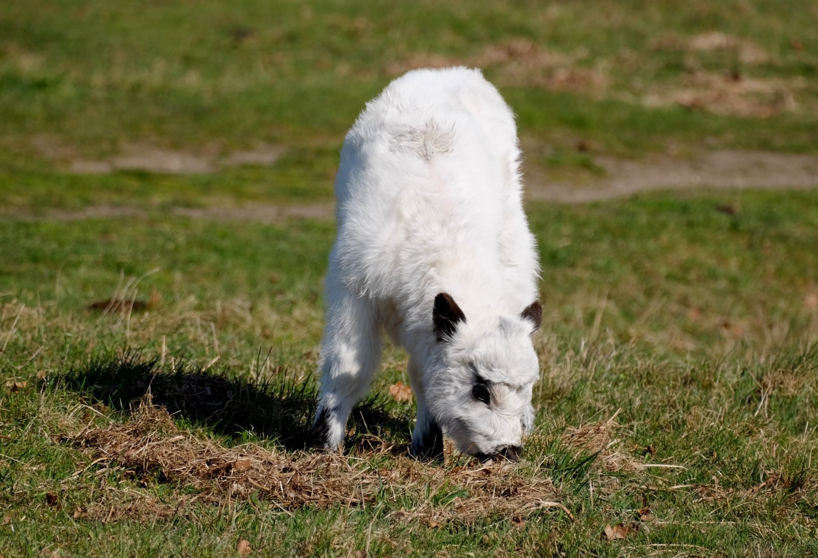 A small white calf grazes on fresh grass in an open sunny field.
