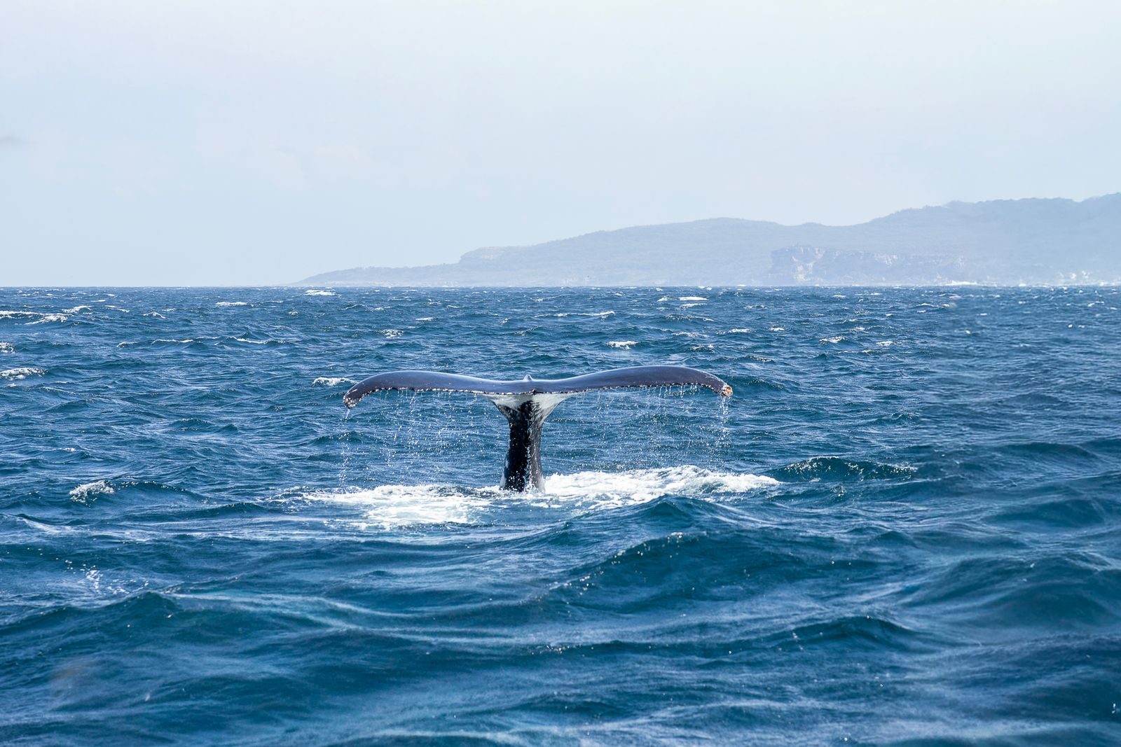 A majestic humpback whale tail emerges from the ocean off New South Wales, Australia.