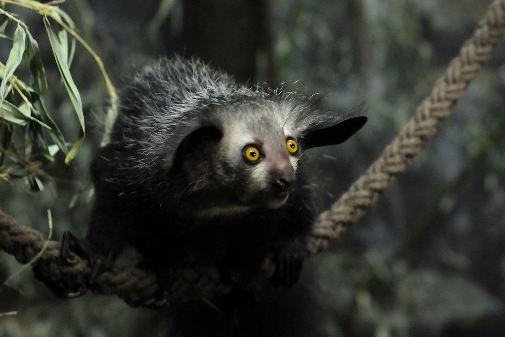 Meet some of the world’s strangest animals