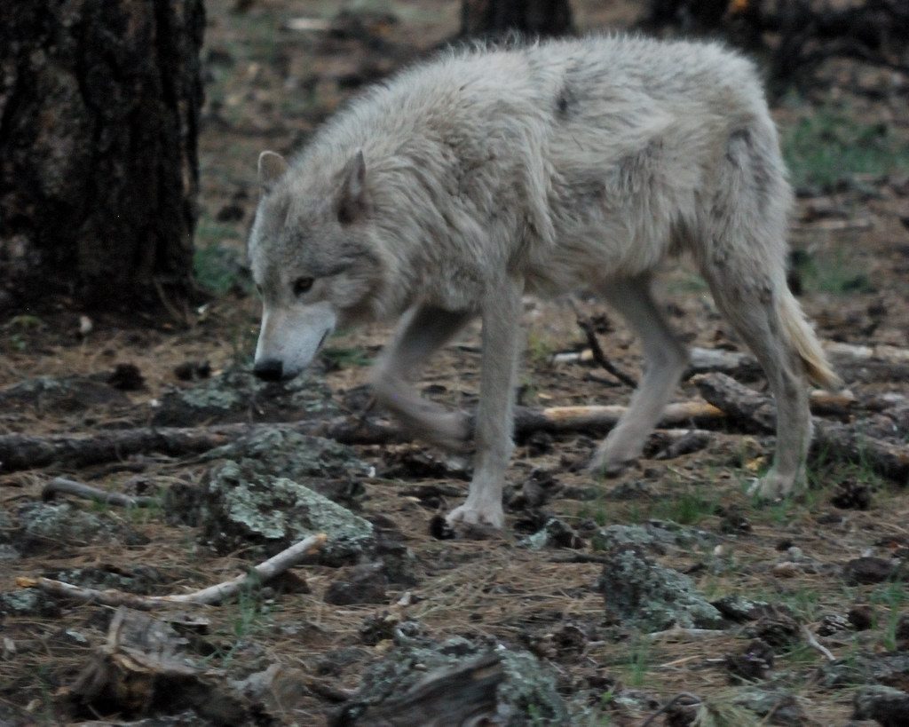 What 5,000-year-old wolves reveal about early dogs