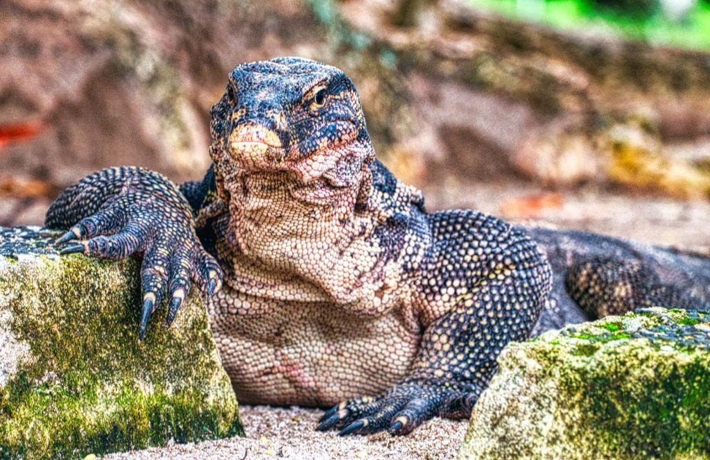 Close-up of a Komodo dragon on mossy rocks in Jakarta, Indonesia, showcasing its scales and natural habitat.