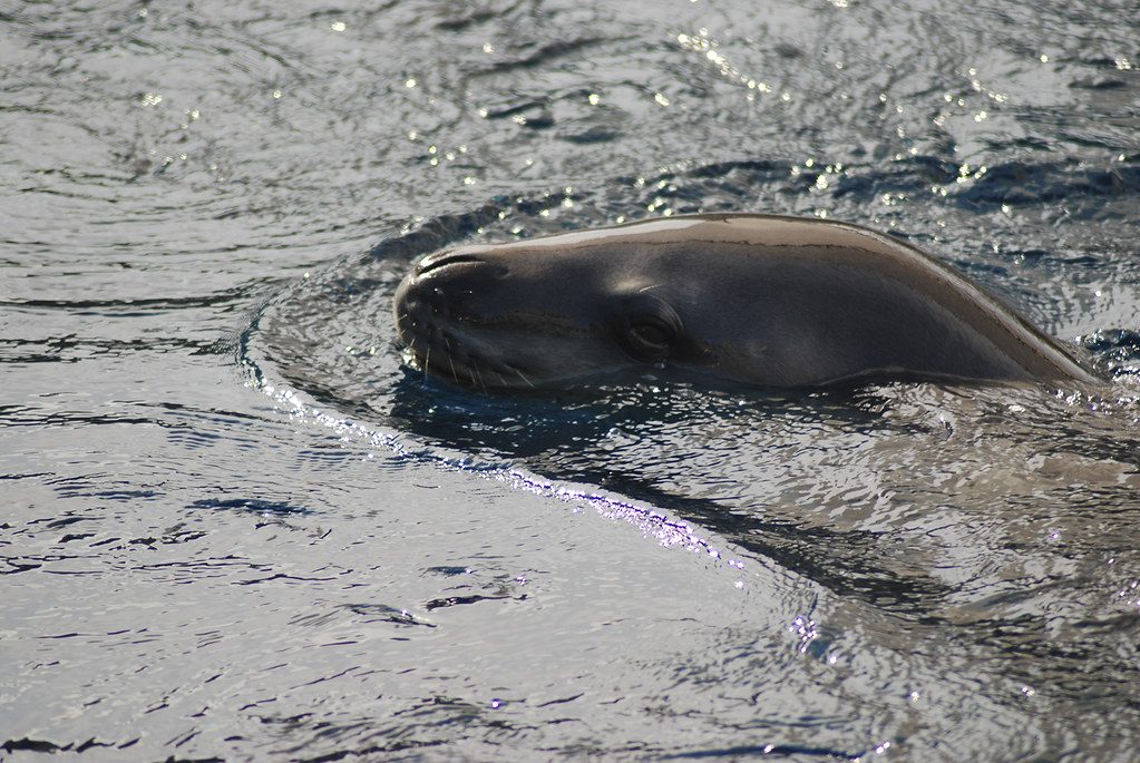 The heartbreaking reason some of Earth’s most amazing animals cannot live in zoos
