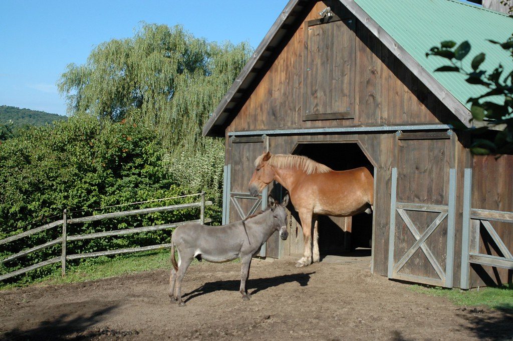 A loyal donkey guides his blind horse companion every day