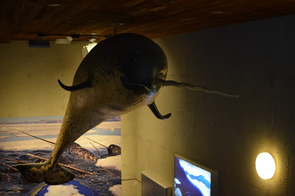 Why narwhals never survive in aquariums