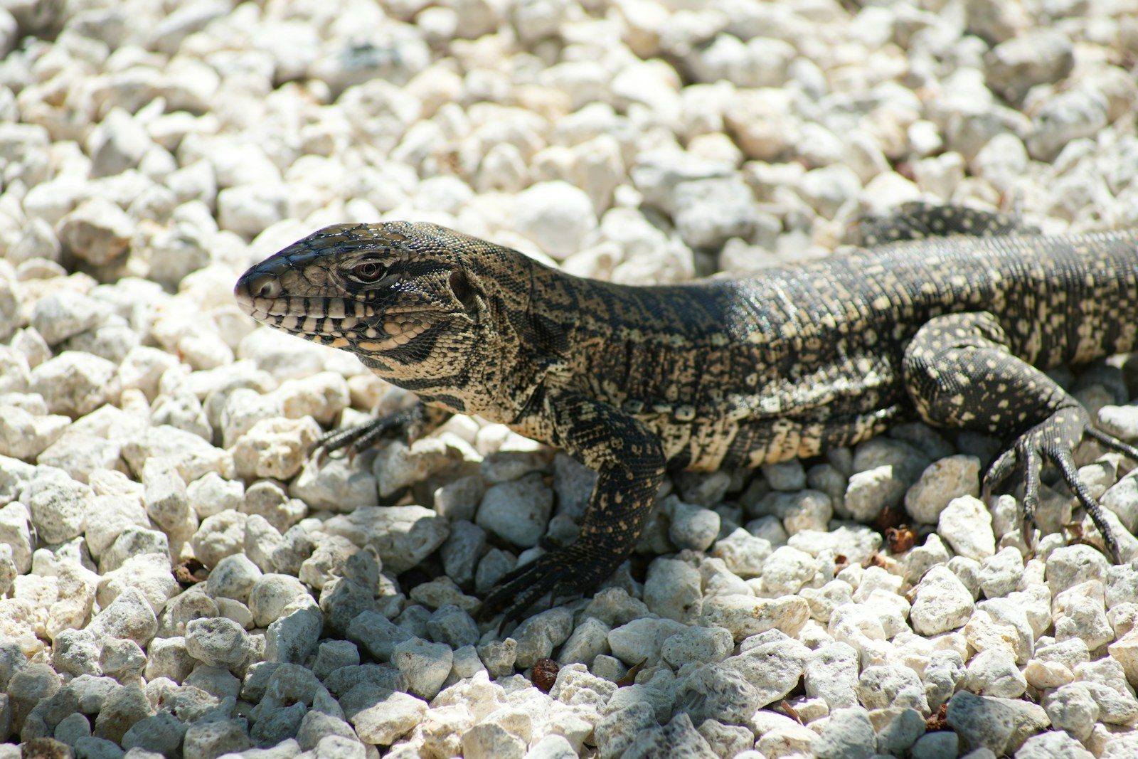 Invasive 4-foot-long tegus raise concerns across Georgia
