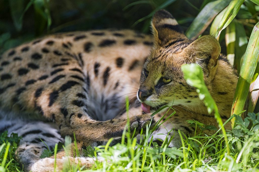 Mysterious big cat spotted roaming a Norfolk field