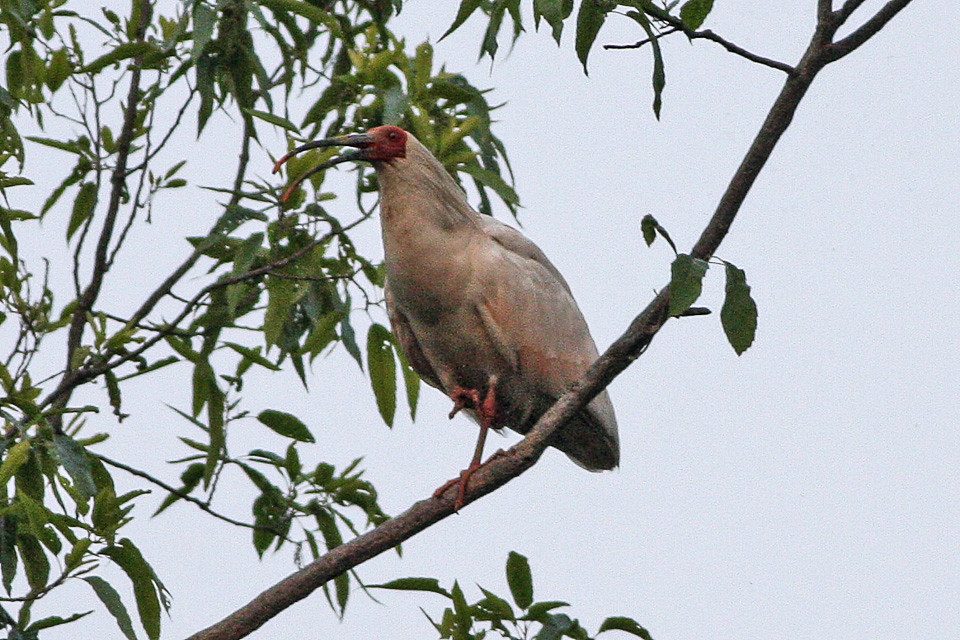 Japan welcomes back rare birds once considered lost from their natural habitat