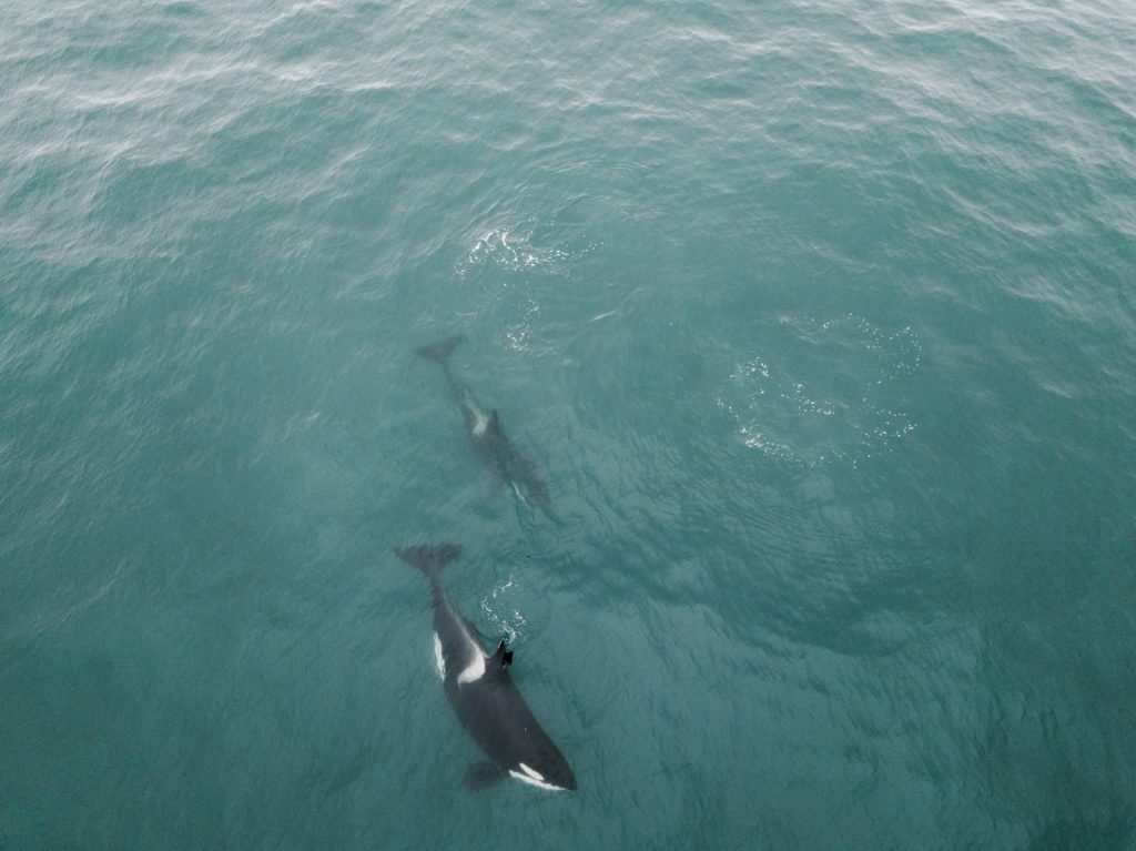 Two orcas gracefully swimming in the clear ocean waters, viewed from above.