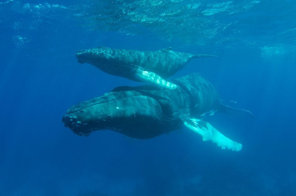 A serene underwater scene of a mother humpback whale with her calf, swimming peacefully.