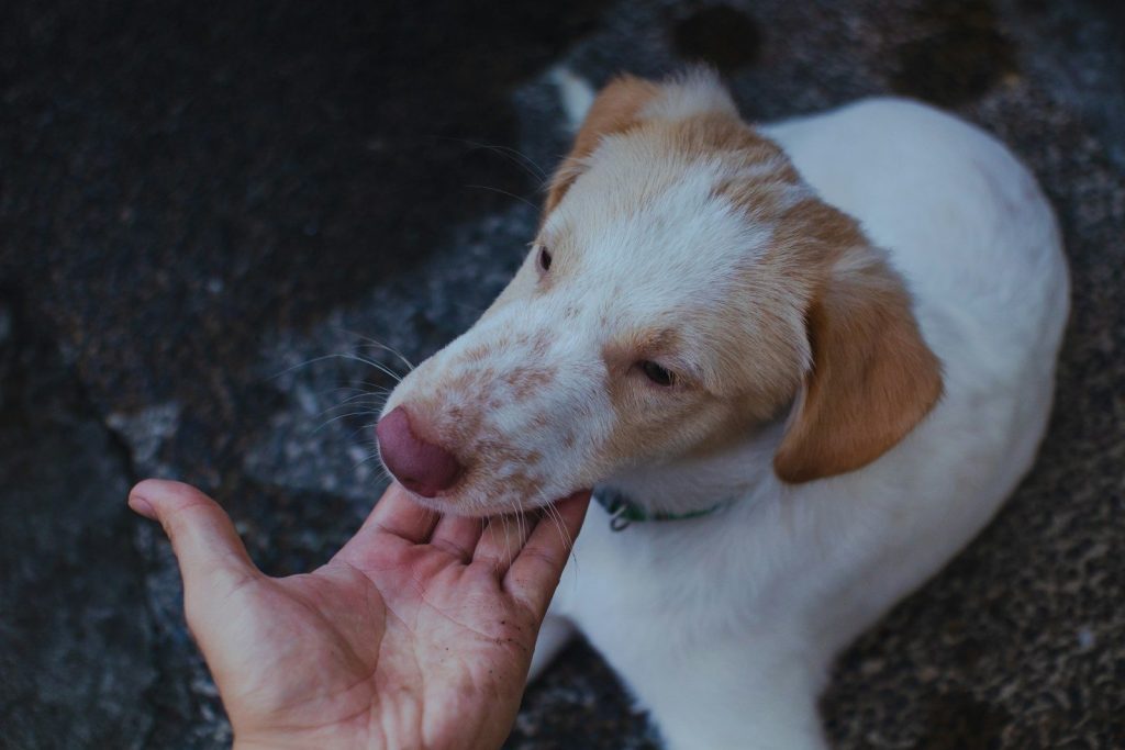 a hand petting a small dog