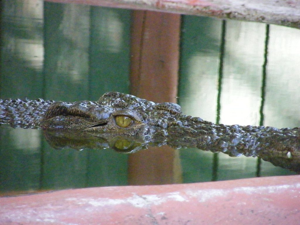 Three-year-old recovering after terrifying fall into crocodile enclosure