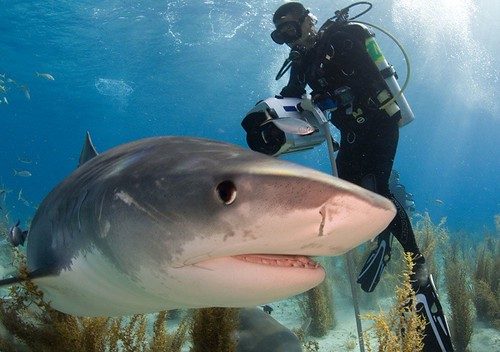 What happens when you punch a tiger shark in the face?