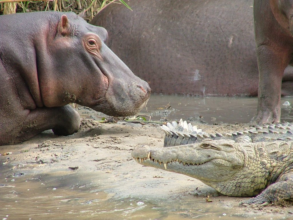 What happened when a hippo crossed paths with a crocodile