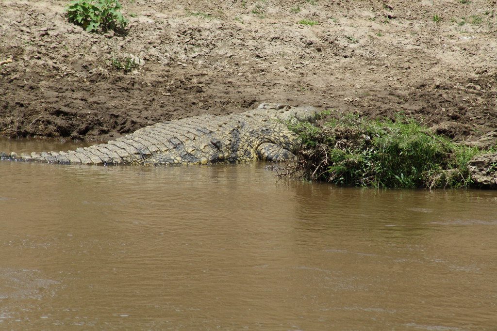 The shocking crocodile investigation that uncovered a tragic missing person case