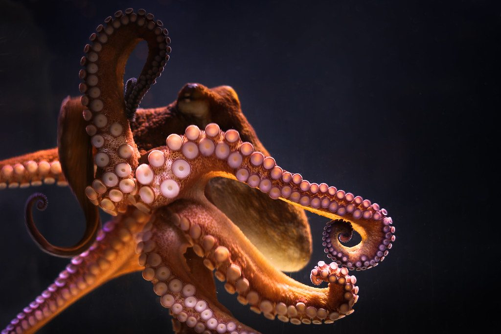 Diver helps stranded octopus return to the water