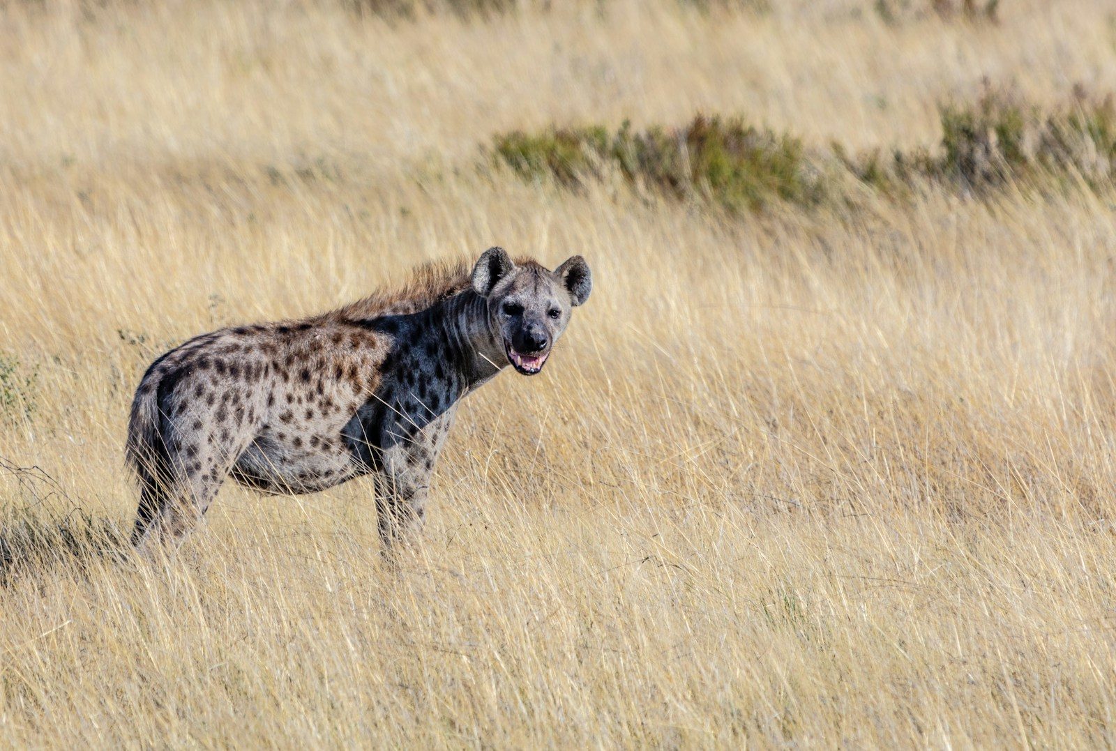 6 animals often accused of killing for no reason