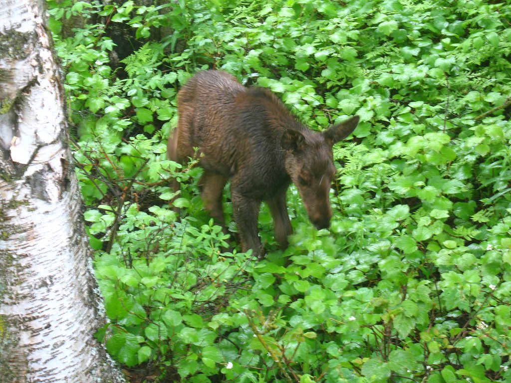 Crying moose calf separated from its mother sparks debate online