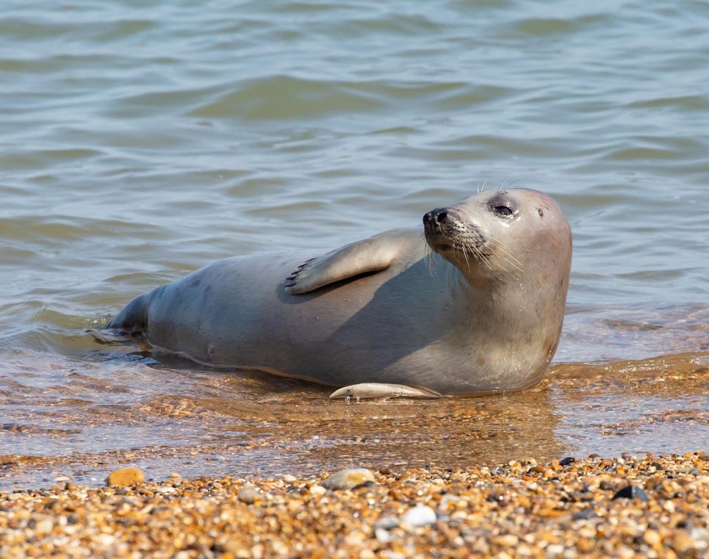 seal pup, seal, beach, pinniped, harbour seal, nature, grey seal, pup, harbor, coast, cute, resting, water, sea, ocean, marine mammal, marine animal