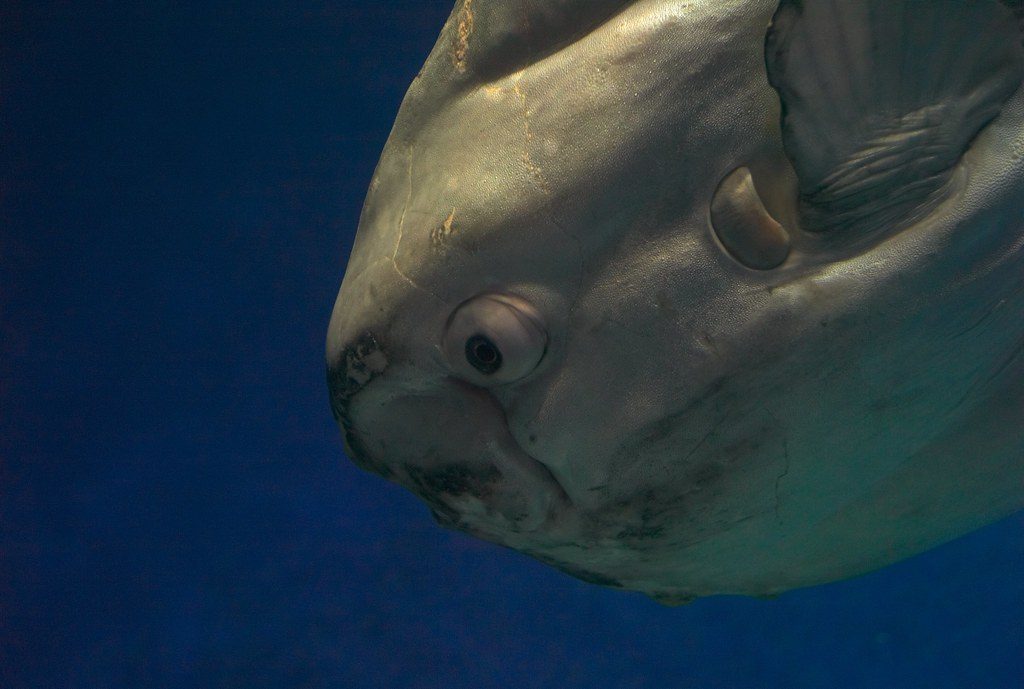 Why the ocean sunfish broke the rules of evolution