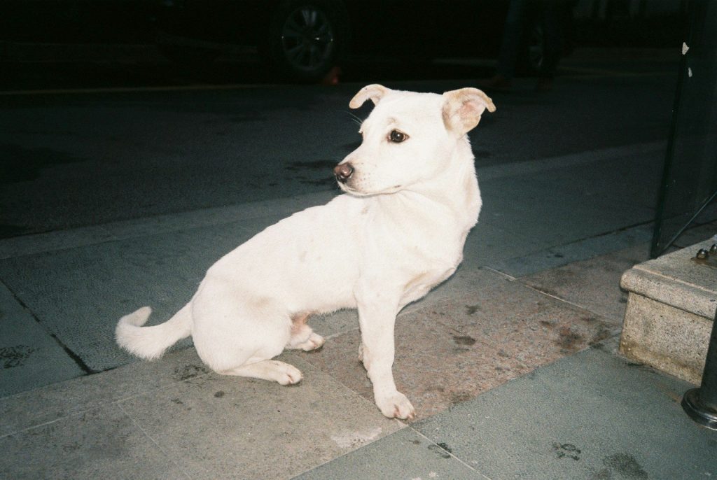 a white dog sitting on a sidewalk next to a pole