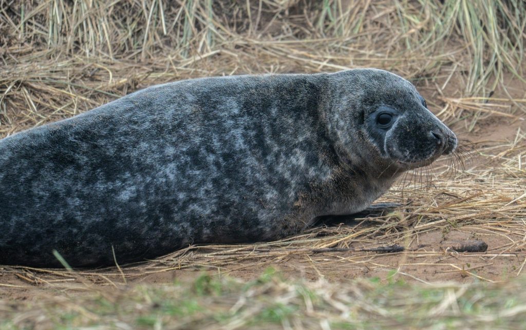 A grey seal pup rests on a sandy beach.