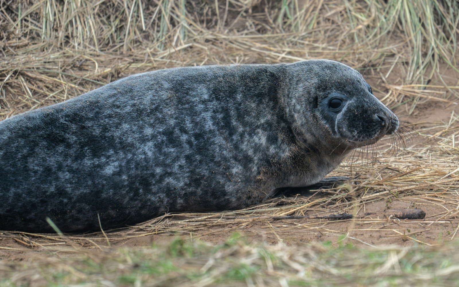 Sea lion pup’s adorable reunion steals the spotlight