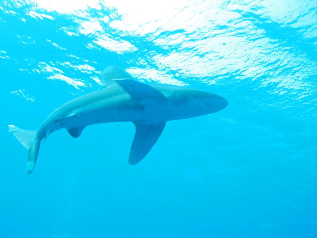 How the oceanic whitetip shark became one of the ocean’s deadliest predators