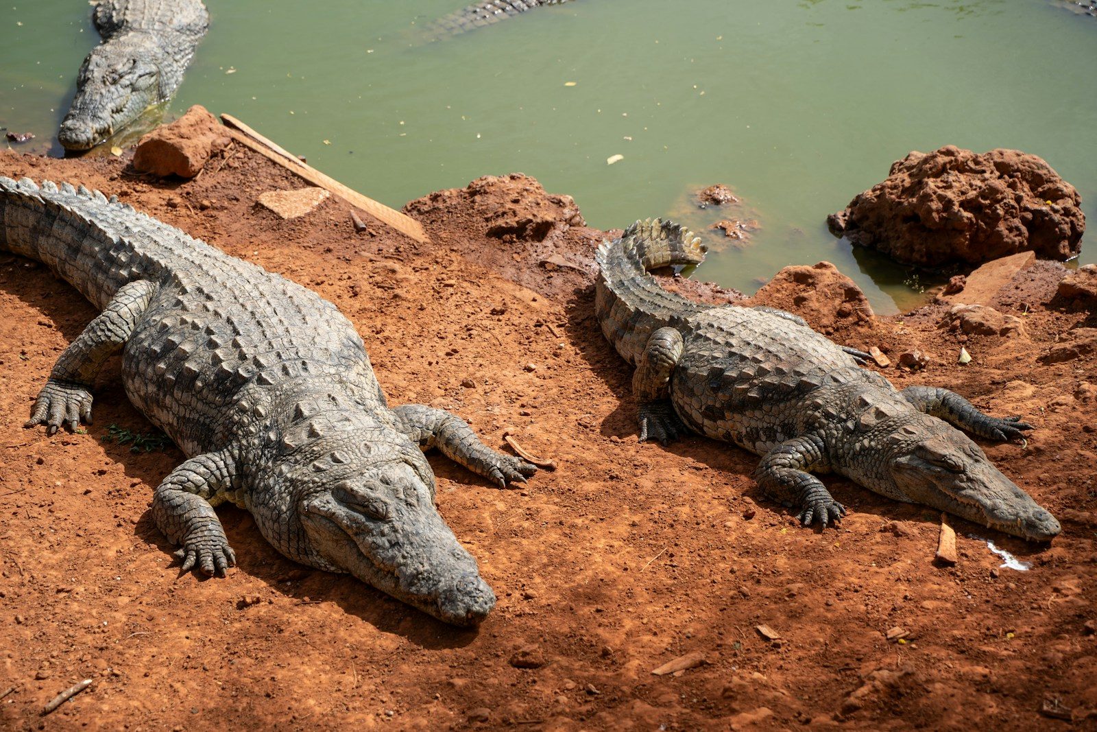Two crocodiles rest on a muddy bank near water.