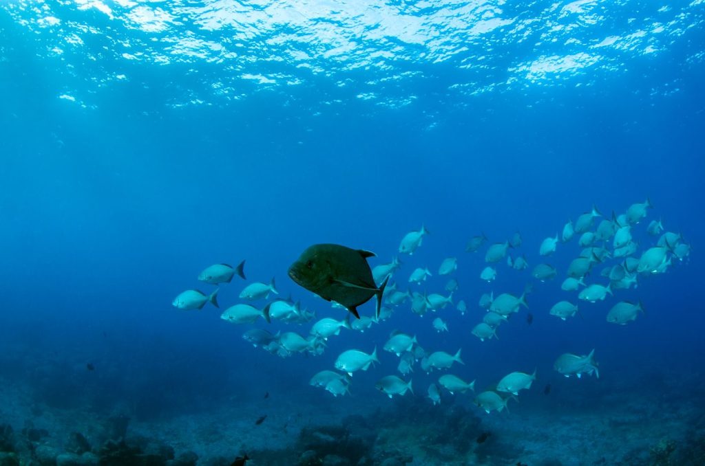 A captivating underwater scene showing a school of black trevally fish swimming in the ocean's blue depths.