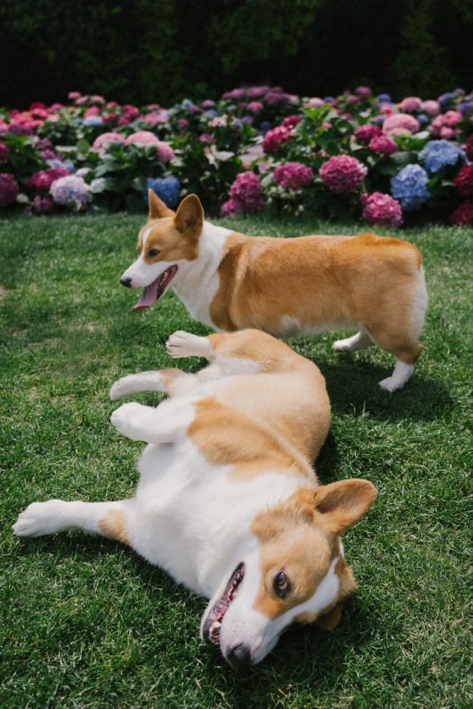 Two corgis playing on grass with flowers