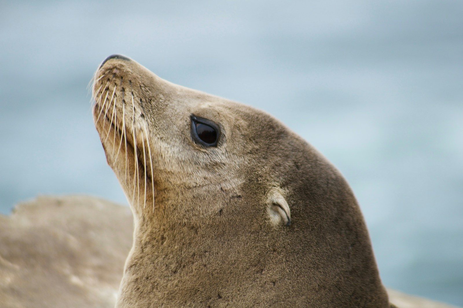 A rescued seal pup’s most emotional moment