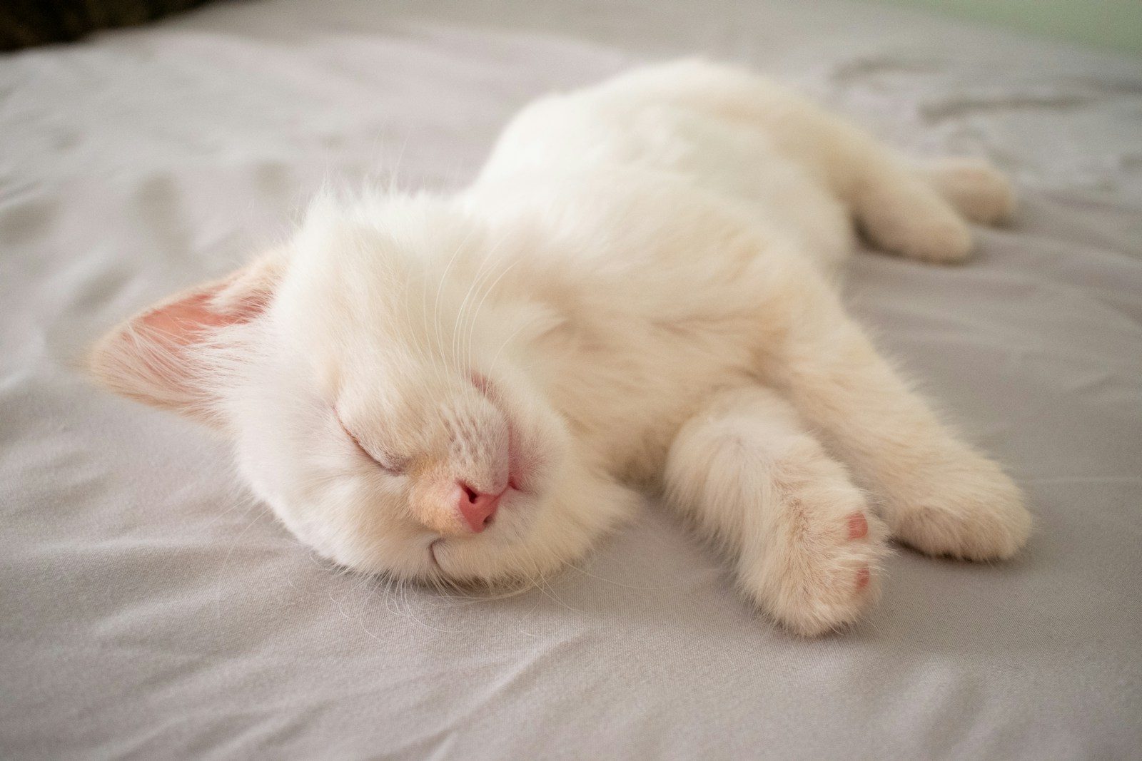 short-furred white kitten lying on bed