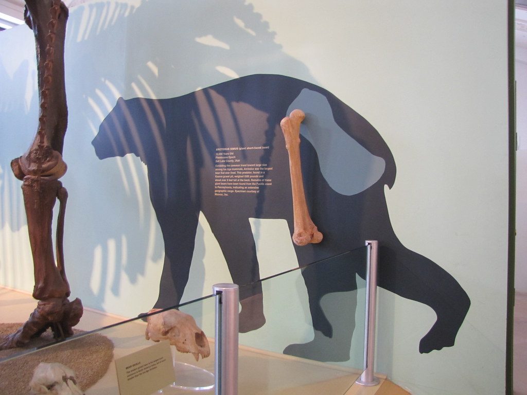 Meet the giant bear that terrified ancient North America