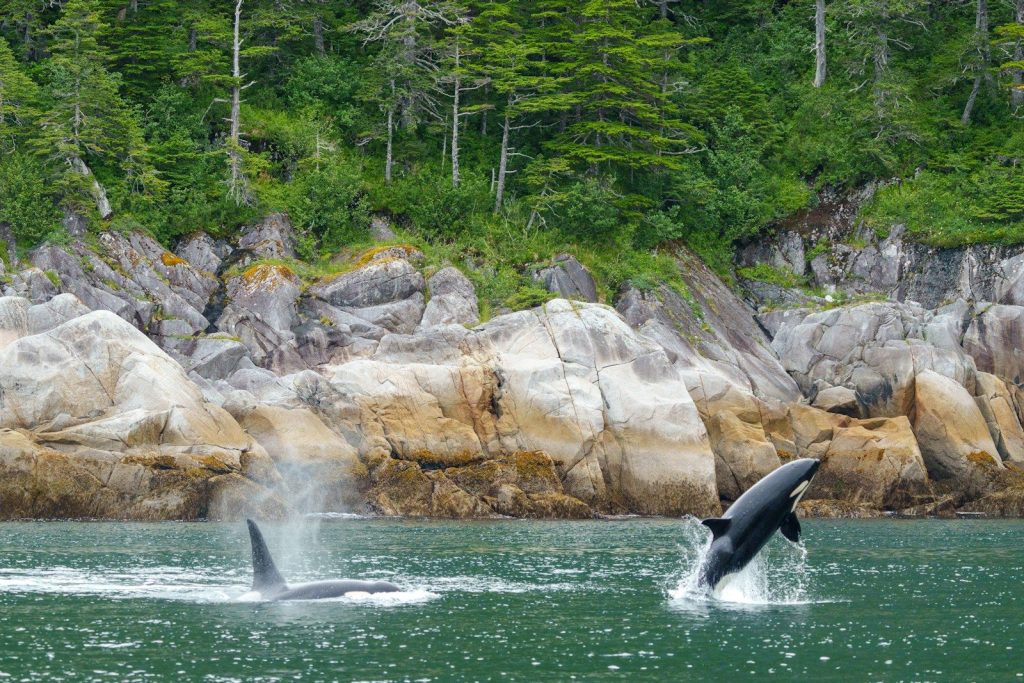 A whale jumping out of the water in front of some rocks