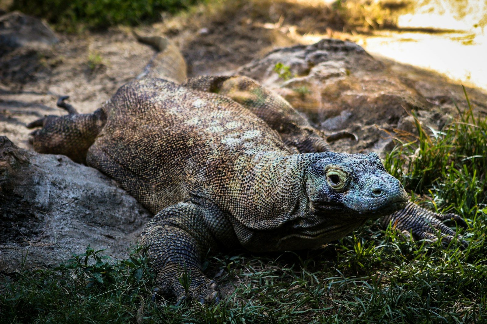Deadliest Komodo dragon attacks ever recorded