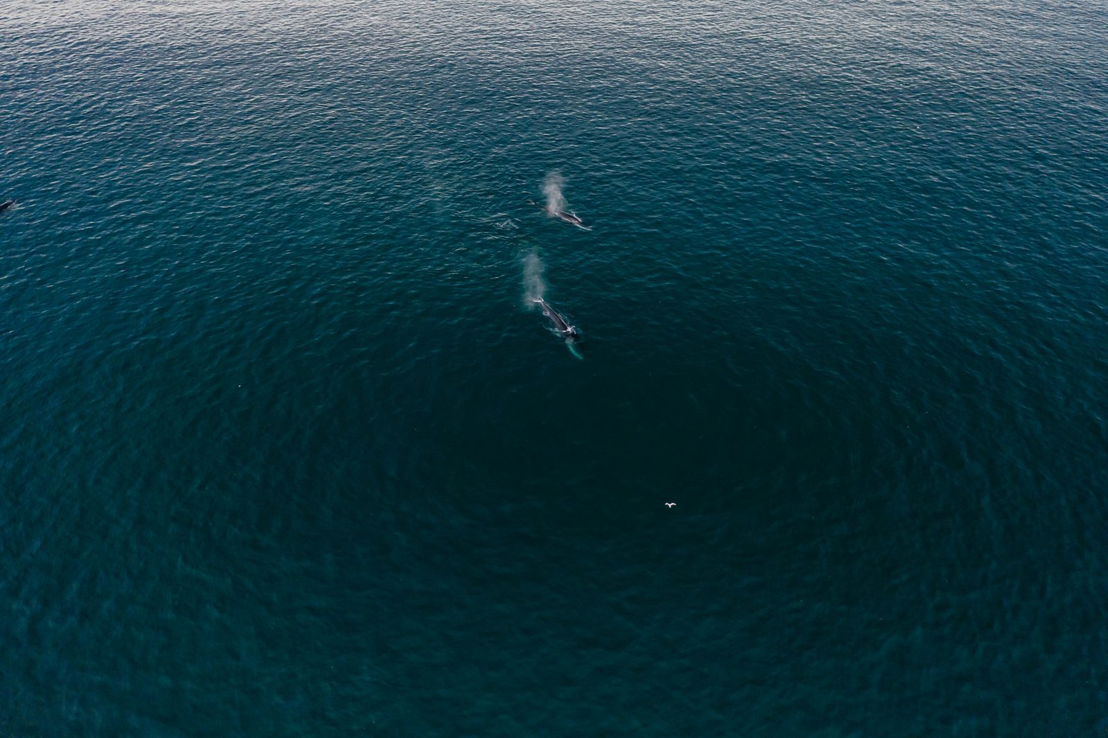 Battle scars reveal the secret life of sperm whales