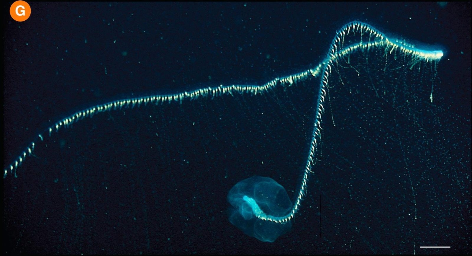 The enormous sea creatures most people never see