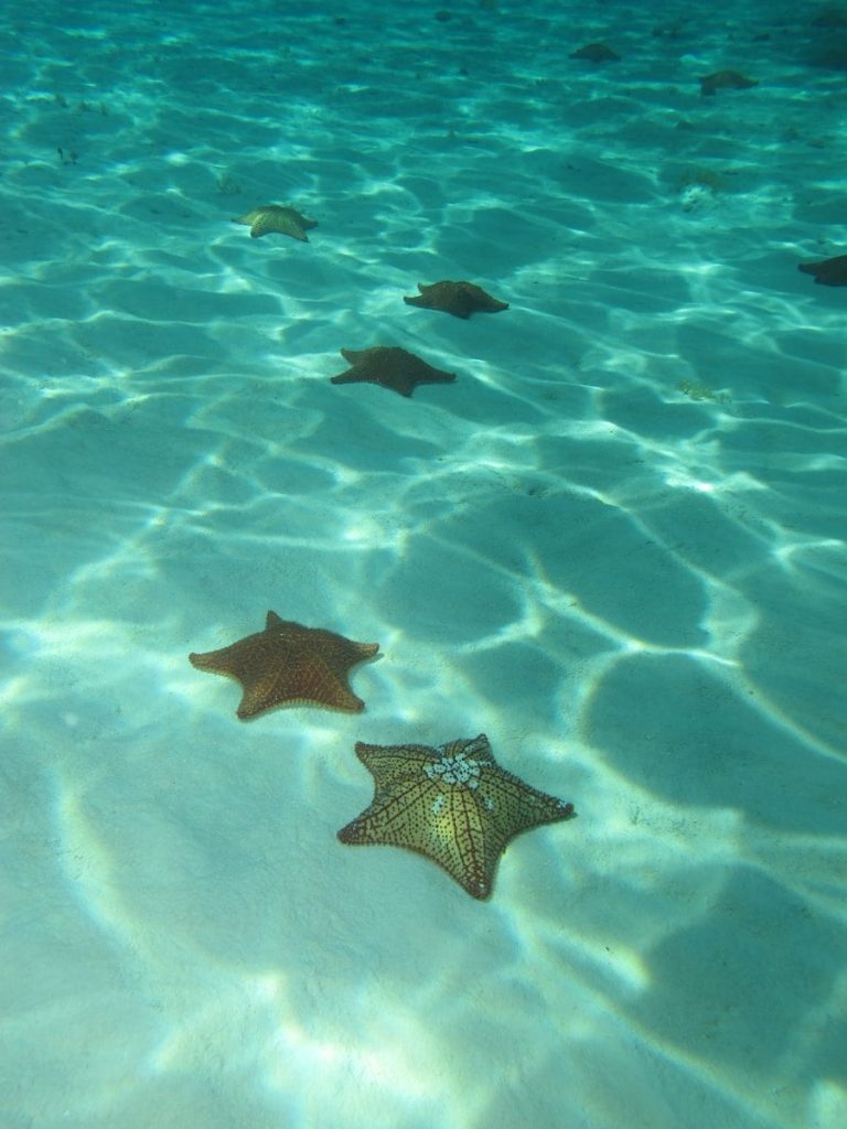 turtles swimming in the water