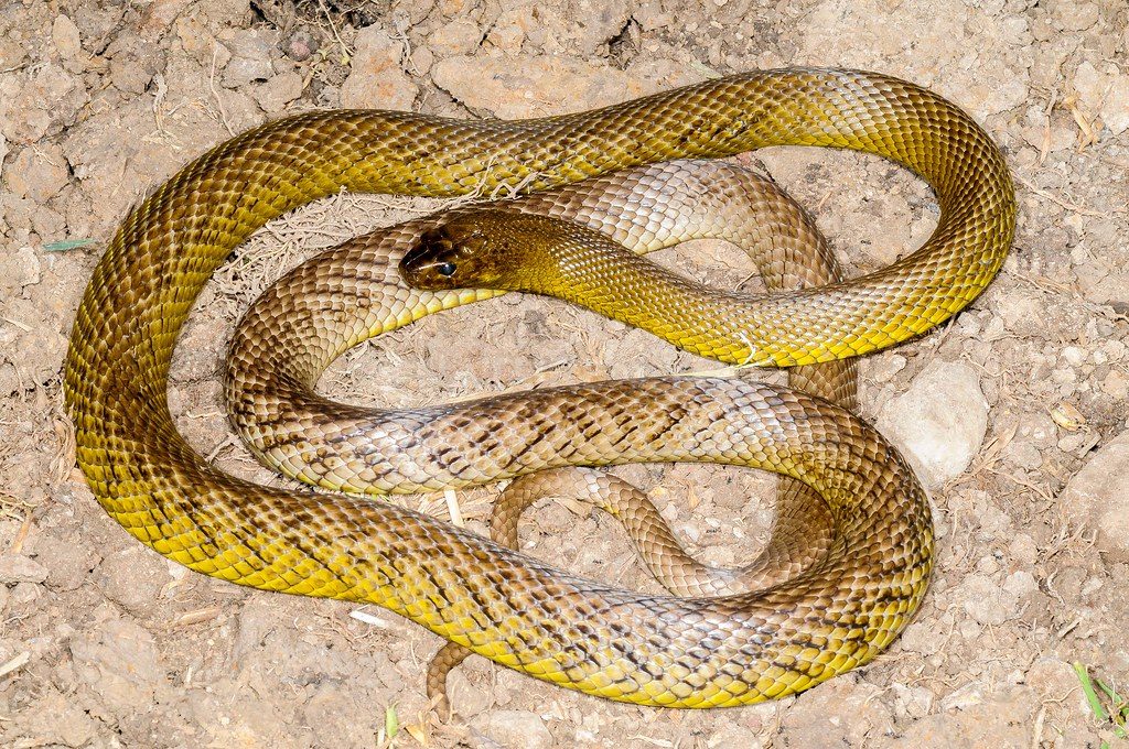 This snake’s venom can be deadly in a single bite