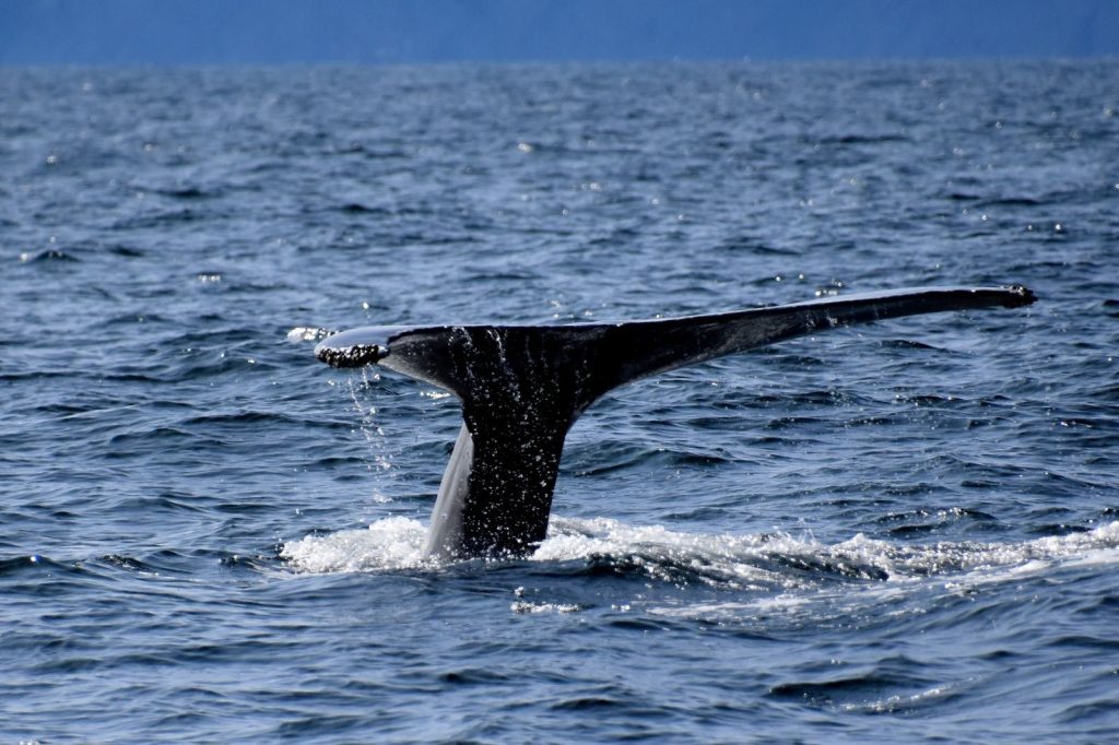 Humpback whale tail emerges from the ocean in Gaspé, Canada.