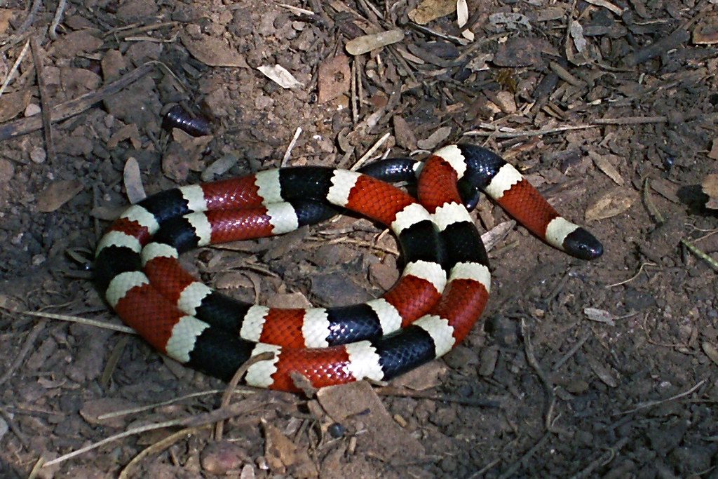 Coral snake venom works differently from most bites