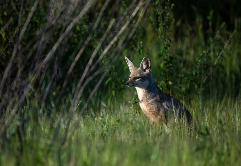 A solitary wild fox sits alert in a lush green field, blending with nature.